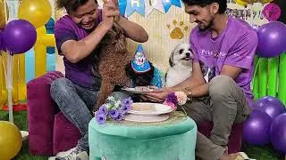 Happy 2nd Birthday, Jasper! 🎂🐾 A Day Full of Joy, Love & Pawty Fun!