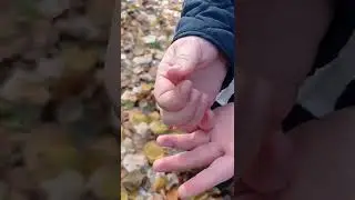 părțile componente ale unei plante clasa 1