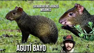 Agut&iacute; bayo (Dasyprocta azarae) Azara's agouti, Cutia
