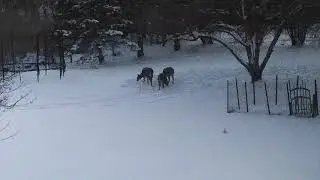 WinterDeer