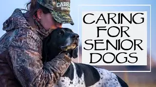 How To Take Care Of Senior Dogs