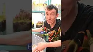 Композиции с хищными растениями