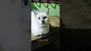 # City Cat viral Video