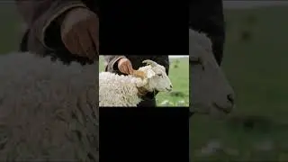 What Happens When People Drink Coffee on a Scenic Grassland with Sheep