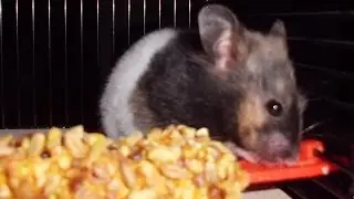 Goldhamster 