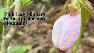 Pink Lady Slippers Amuck the Appalachias