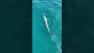 SAYORISでの釣果動画です✨This is a video of fishing results at SAYORIS.
