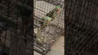 PARROTS PAIRS #automobile #dlf1 #holiday #travel #dlf5 #love #dlf4 #remembranceday #wholesale