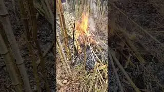 Exploding Bamboo #bamboo # homestead #fire