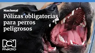 Perros potencialmente peligrosos deben tener p&oacute;liza o los due&ntilde;os ser&aacute;n multados