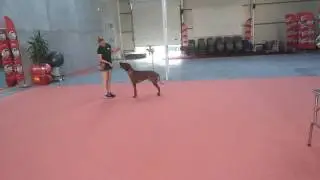 Training for the next show whit my Ridgeback