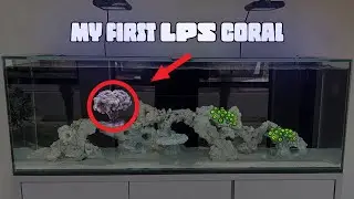 Adding Rasta Zoas and a GOLD HAMMER coral to my REEF TANK