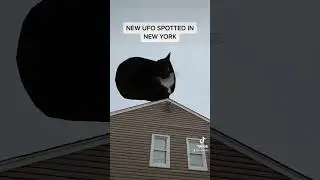 I believe you should go listen to the song! #UFO #Aliens #Alien #NewUFO #Viral #Trending #Memes #Cat