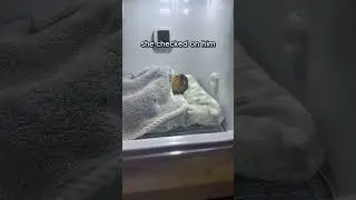 Он просто храпел или ему приснился сон? 🫤