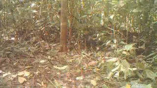 Tayra (Eira barbara)