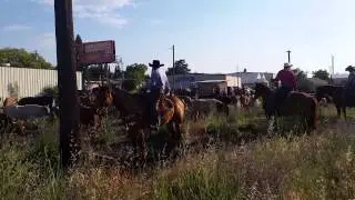 Cattle run of cotton Rossers flying U rodeo 2015