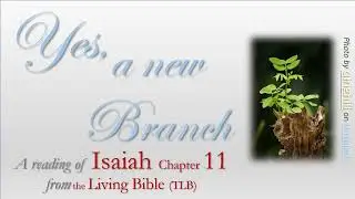 JESUS - the New Branch foretold in Isaiah 11