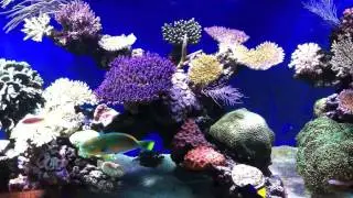 nearly 2000 gallons of sps...
