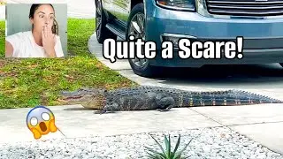 AN ALLIGATOR RIGHT OUTSIDE 🐊 😱 | Days in Our Life in Florida | Spring Cleaning