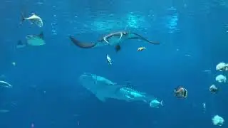 Manta Rays, Whale Sharks