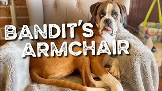 Bandit the Boxer relaxing in his Armchair