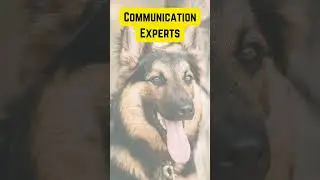 Mind-Blowing German Shepherd Intelligence!| Communication Experts| Fact #shorts