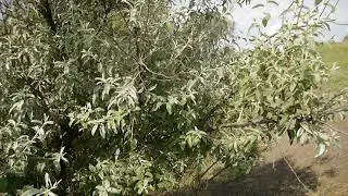 Cicadetta habitat2
