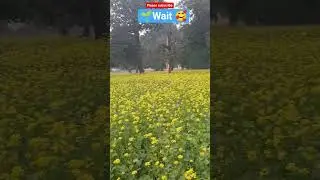 beautiful village view 🍁#indian beautiful village Bhadohi #viral  #farming #indian mustard forming