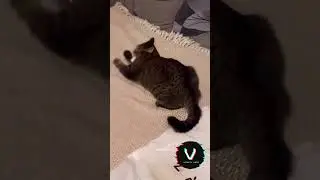 Paper Frenzy: The Lightning-Fast Cat and the Magical Piece of Paper