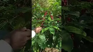 coffee plant #coffee #garden #shorts