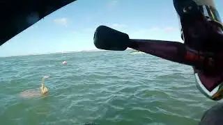 Kayakistas del Atlántico  - Punta Medanos - Enero 2024