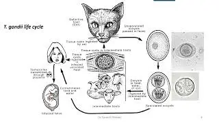 Apicomplexans