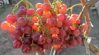 Новинки на прививках 2022 продолжение.