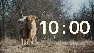 Tranquil 10-Minute Highland Cow Timer | Serene Grazing Scene