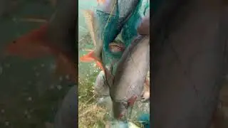 zam zam fish 🐟💸🦅..all gujarat fish seeds delivered and harvesting fish #fishing #fish #fishfarming