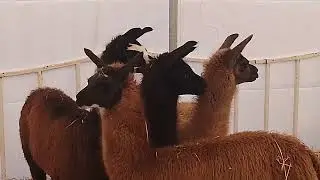 Рождественский цирк в Германии 2025/Weihnachts Zirkus in Deutschland 2025