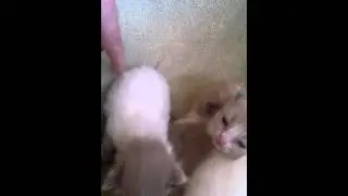 Blue Snow Litter 2 Weeks Old 16MAR14