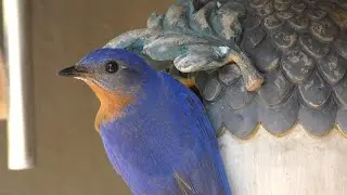 Blue Bird Close Up FYV