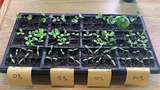 An Honest Look at using Worm Castings for Plants.