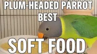 Plum Headed Parrot Best Soft Food | Baby & Adult Parrot Healthy Diet Guide