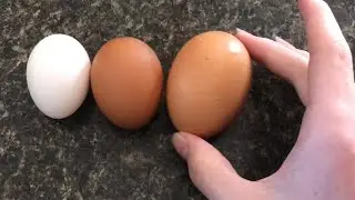HUGE HUGE free range chicken egg (DOUBLE YOLK)