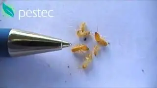 Is that a termite - termite control sydney