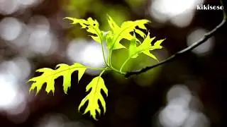 video quality of canon 700D with yongnuo  50mm 1.8