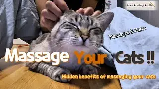 Why Cat Massages Matter? Olaf&rsquo;s Purring Guide to the Happiest Cat life💛Loud Purring from 1:26s