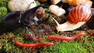 RARE‼️ I Never Expected to See Millipede , Snail & Rhino Beetle Together #rareencounter #insects
