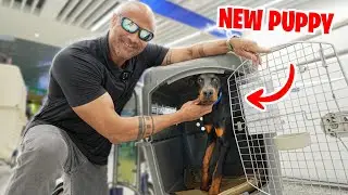 Unboxing and Testing my new Protection Dog from Europe