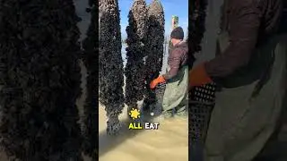 This Is How the Mussels We Eat Are Harvested 😧