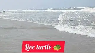 You can see a live turtle 🐢 in Gopalpur sea beach if you are lucky || Gopalpur Beach || Berhampur