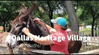 Donkey Baths!