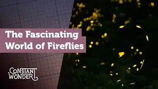 Glimmers of Awe: The Fascinating World of Fireflies
